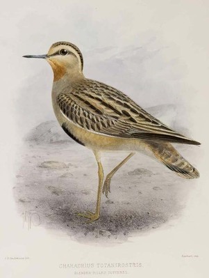 13841
<br/>
The geographical distribution of the family Charadriidae, or the Plovers, Sandpipers, Snipes and their allies.
<br/>
<em></em>